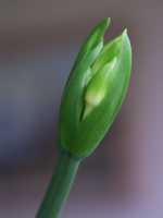 Soon a butiful flower.
